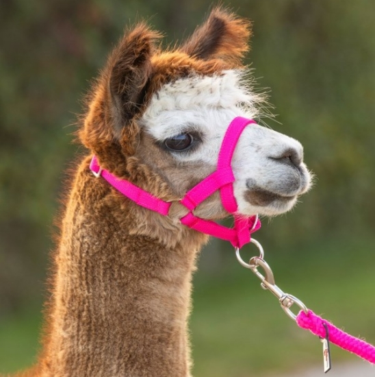 Fotografija izdelka Uzda za lame (roza), 20mm