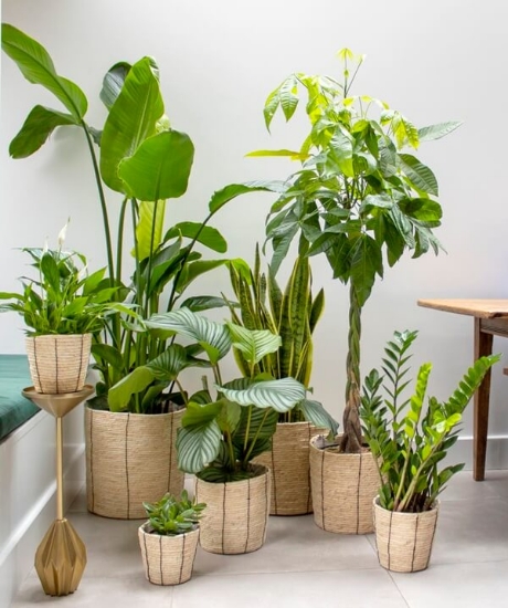 Fotografija izdelka Gnojilo zelene sobne rastline 750 ml