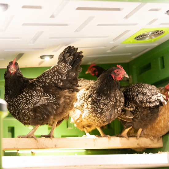 Fotografija izdelka Mobilni kokošnjak